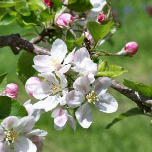 Michigan State Flower, Apple Blossom (Pyrus coronaria), from NETSTATE.COM