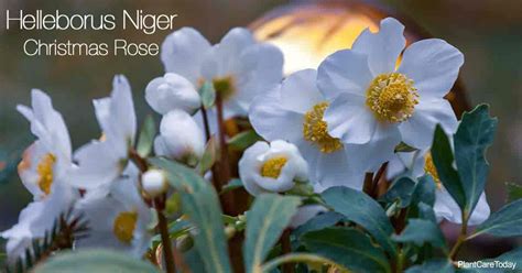 Helleborus Niger Care: Learn Tips On Growing Christmas Rose