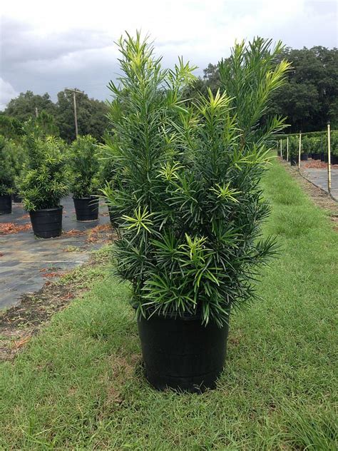 Podocarpus | Chatham Nurseries | Japanese yews, Plants, Landscaping plants