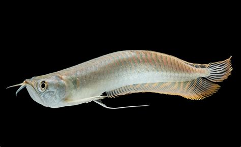 Silver Arowana (Osteoglossum Bicirrhosum): Ultimate Care Guide - Fish Laboratory