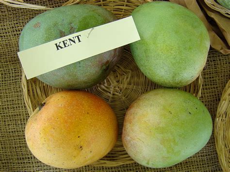 Kent Mango Trees — Guacalina Nursery & Broker