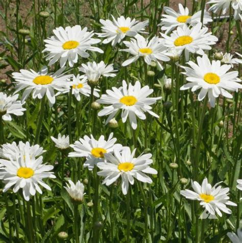 Shasta Alaska Daisy (Chrysanthemum maximum) | Applewood Seed Co.