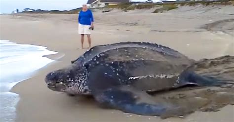 World's largest sea turtle emerges from the sea to rest and reflect on her long life before ...