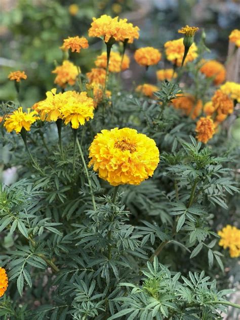 Yellow marigolds blooming stock photo. Image of beautiful - 124519044