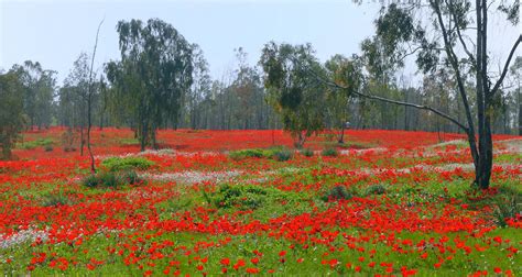 The fascinating flower story of a poppy and a kalaniyot | The Riverdale Press | riverdalepress.com