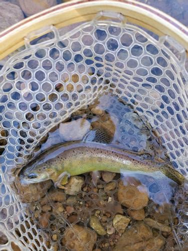 Gila and Apache trout fishing opportunities in Rim Country | Local News ...