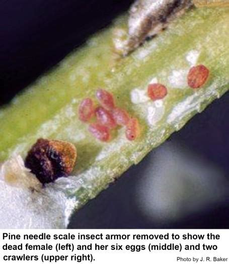 Pine Needle Scale | NC State Extension Publications