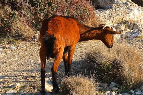 Goat Symbolism (8 Meanings) - Dreams & Spirit Animals