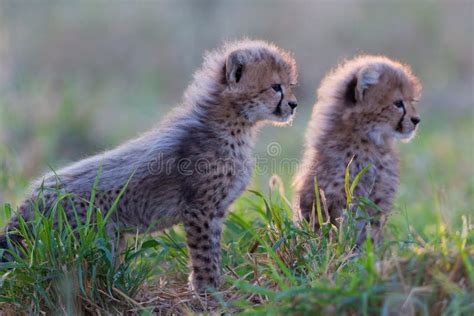 Two Fluffy and Alert Cheetah Cubs Sitting in Green Grass in Kruger Park ...