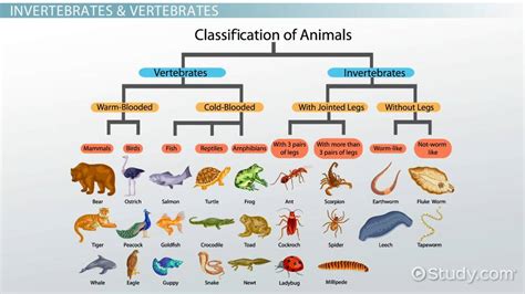 Embryonic Development & Life Cycles of Invertebrates & Vertebrates - Lesson | Study.com