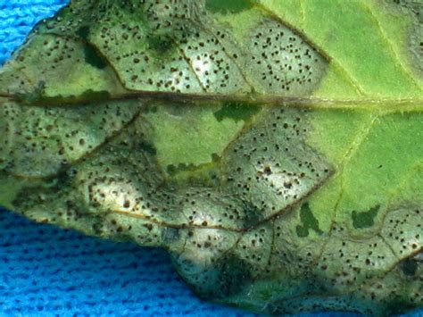 Septoria leaf spot on tomatoes