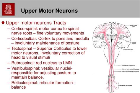 PPT - Chapters 11 Motor System – Spinal Cord PowerPoint Presentation - ID:806879