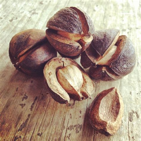 Hickory Nuts | Edible wild plants, Wild edibles, Botanical prints