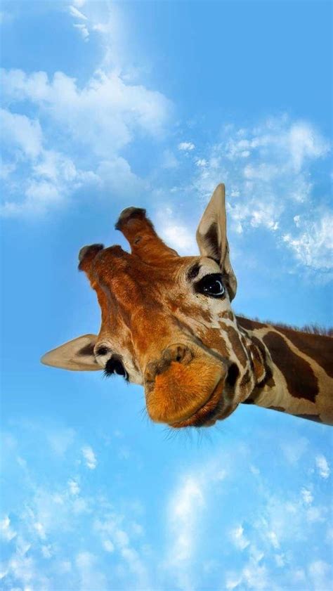 5 Cute Giraffe, cute giraffe iphone HD phone wallpaper | Pxfuel