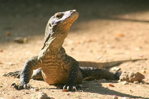 baby komodo - rinca island, indonesia | The dragon has large… | Flickr