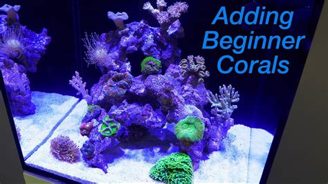 How to Setup a Reef Tank - Part 4: Hardy Beginner Corals and where to ...