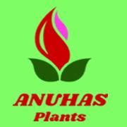 Anuhas Plants