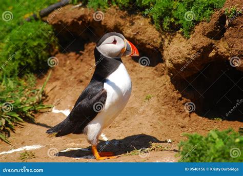 Atlantic Puffin stock photo. Image of colour, habitat - 9540156