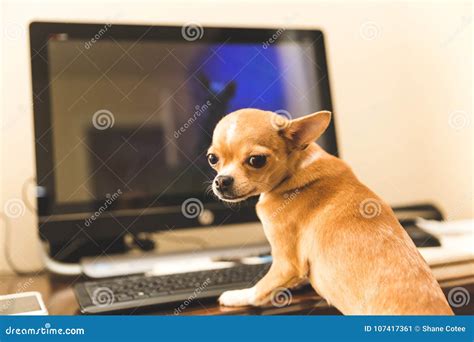 Chihuahua Computer Stock Photos - Download 212 Royalty Free Photos