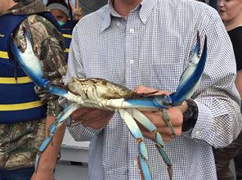 Chesapeake Bay has its own king crab: Giant blue is caught in Harford ...