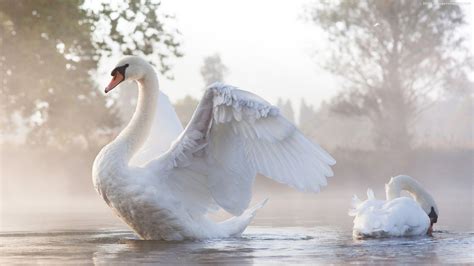 Swan Wallpaper (73+ images)