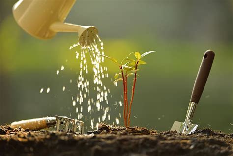 Calcium Nitrate Fertilizer - How to Use It on Your Plants | Trees.com