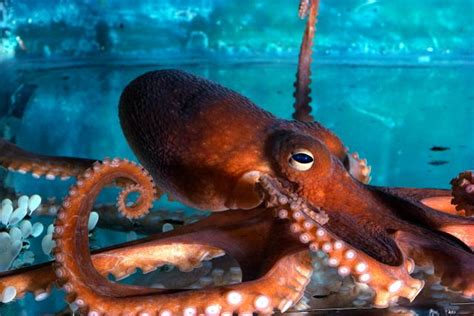 LSI BLOG: Octopus Fossils Defy Current Thinking