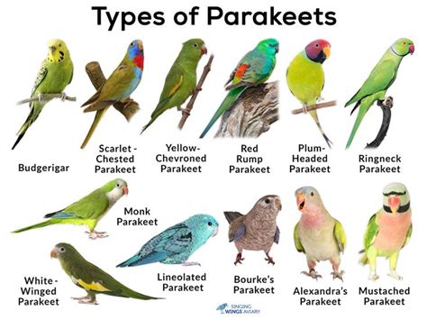 Parakeet birds as pet, care & cage information, life expectancy - how long do they live ...