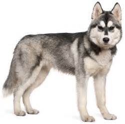 Siberian Husky - Dog Breed Guide