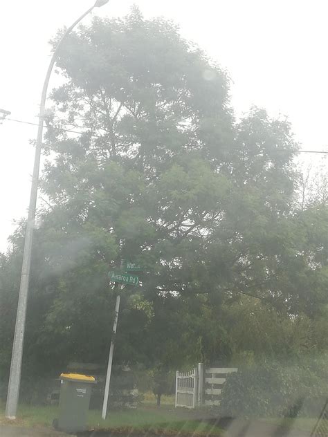 A Wattle tree is blocking the sign for Wattle Road : r/ironicsigns