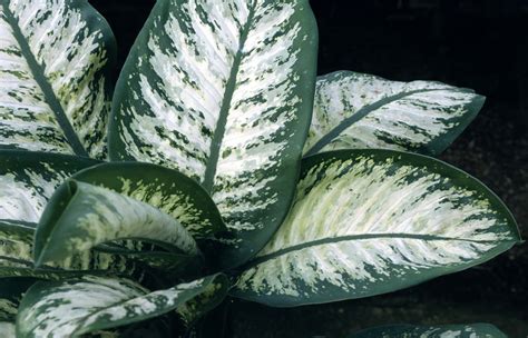 Dieffenbachia &Tropic Snow& (v) | dumb cane &Tropic Snow& Conservatory ...