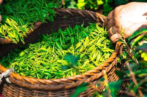 Top 17 Best Loose Leaf Green Tea Reviews 2021