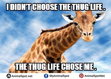 Giraffe Meme | Giraffe, Funny animal memes, Giraffe meme