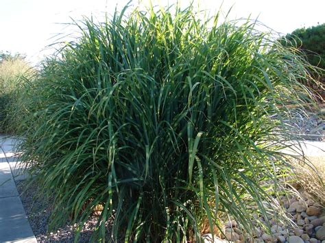 New Utah Gardener: Porcupine Grass and Zebra Grass