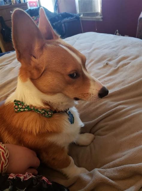 There’s A Facebook Group Dedicated To Pics Of Disapproving Corgis And Here Are 30 Of The Best ...