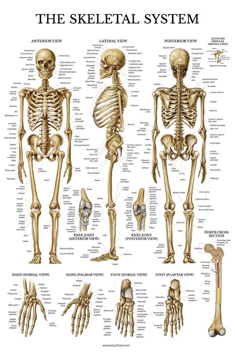 Buy Palace Learning Skeletal System Anatomical Chart - LAMINATED - Human Skeleton Anatomy (18 x ...