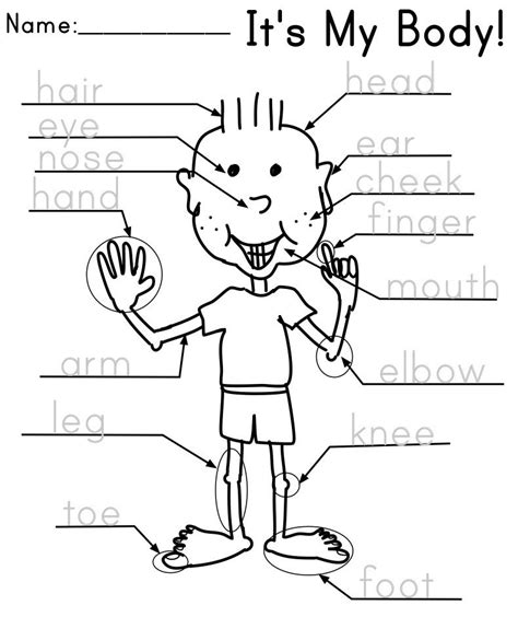 Collection Of My Body Worksheets For Preschoolers | Free Worksheets Samples