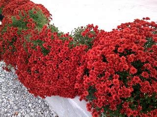 Ruby Red | I bought four of this and prettied up my front ya… | Flickr