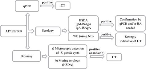 Algorithm for the diagnosis of congenital toxoplasmosis.... | Download Scientific Diagram