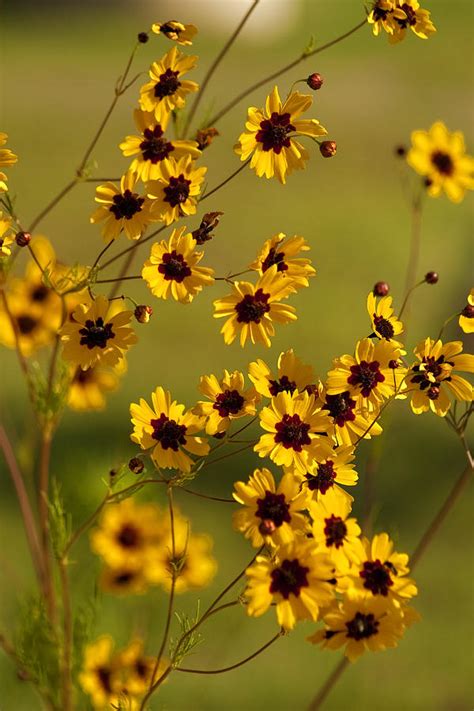 Alabama Wildflowers - Coreopsis tinctoria Photograph by Kathy Clark ...