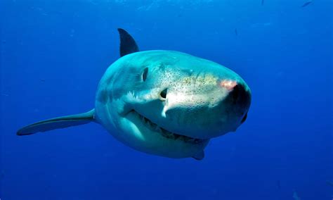 10 Incredible Great White Shark Facts - Wiki Point