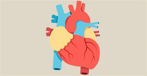 Anatomy of a Human Heart