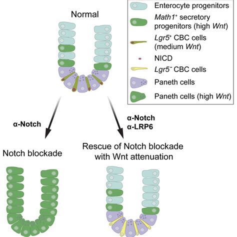 Opposing Activities of Notch and Wnt Signaling Regulate Intestinal Stem Cells and Gut ...