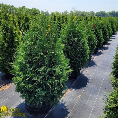 Thuja occidentalis 'Techny' American Arborvitae from Home Nursery