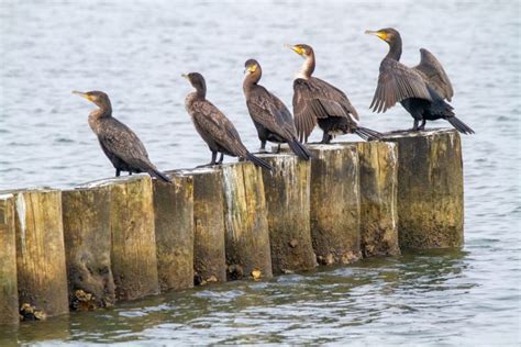 Comacchio Valley in Emilia Romagna: what to see - Italia.it