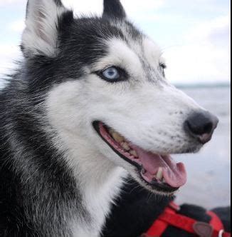 InfoStar Celebrity: Video - Mishka The Talking Husky Dog Video Viewed 55 Million Times – He is a ...