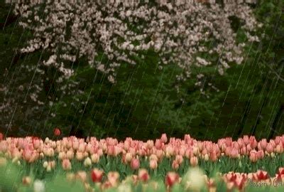 Spring Rain And Tulips Pictures, Photos, and Images for Facebook, Tumblr, Pinterest, and Twitter