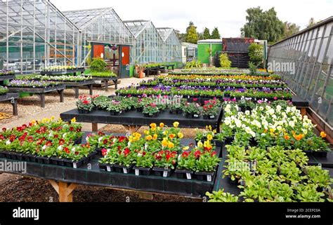 A view of a selection of bedding plants on display at a garden centre ...