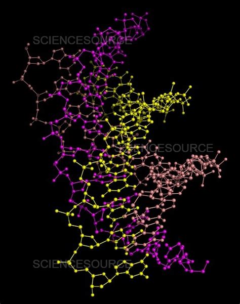 Photograph | Triple Helix DNA | Science Source Images