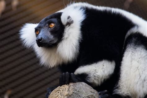 Black And White Ruffed Lemur Habitat